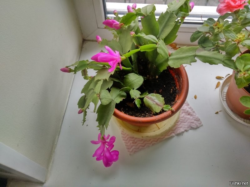 На работе и дома. Прошлогоднее.