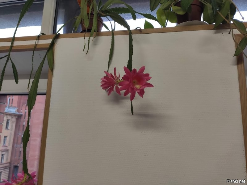 На работе и дома. Прошлогоднее.