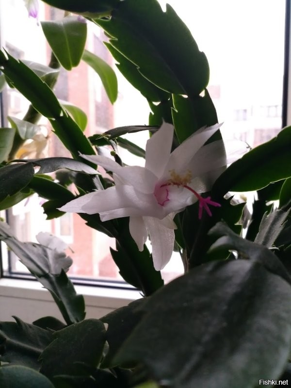 На работе и дома. Прошлогоднее.