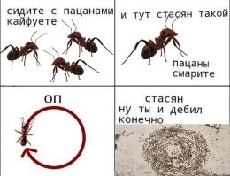 В Китае стадо овец уже 2 недели бегает по кругу