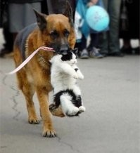 Теперь и кота приносить будешь.