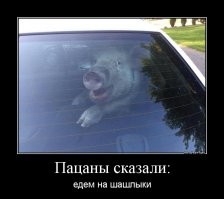 Йожика картинки. Выпуск 245