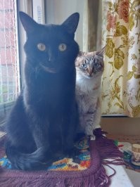 Наш второй кот Тёма(черненький) асуждает)))))