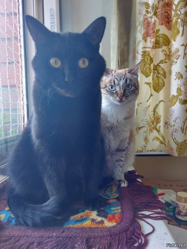 Наш второй кот Тёма(черненький) асуждает)))))