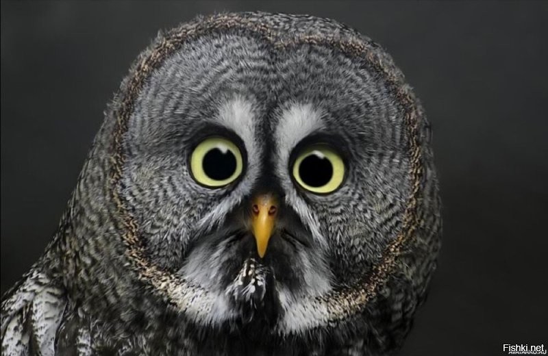 Солянка от 23.11.2022