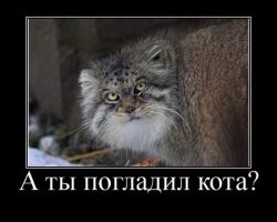 Пушистый интроверт: 5 интересных фактов про манула
