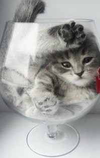 Потому, что котьяк из таких бокалов не пьют!