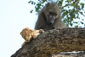 У кошачьих слишком высокое самомнение.