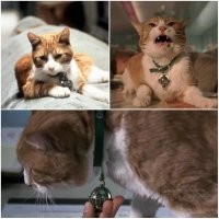 Коты, которые справились со своей ролью в фильме не хуже актёра