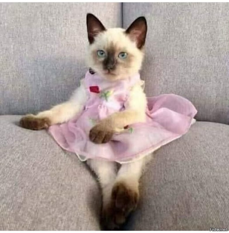 Солянка от 24.11.2022