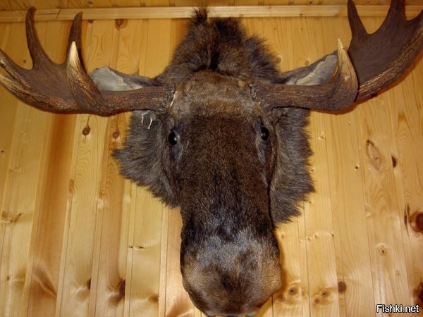 Солянка от 24.11.2022