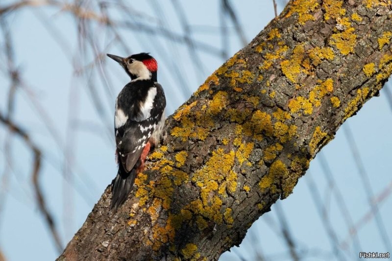 У нас вот такие по городу шарахаются, и орут по своему.