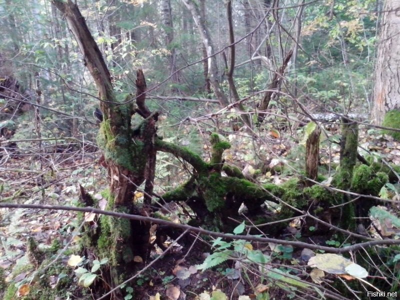 Это в прошлом году праздновали годовщину свадьбы наших кумовей. А после этого полдеревни с ковидом загремели по больницам  зато есть, что вспомнить)
У нас там правда классно. Не упомянула про столовую с самым вкусным гороховым супом и етистой горчицей; дискотеки, которые гремели на весь район и поэтому по субботам не спал никто; богатейшие ягодники черники и брусники; грибные места; реки, где, не смотря ни на что, водится стерлядь; военное немецкое кладбище. 
Вобщем, для всех есть места по интересу.