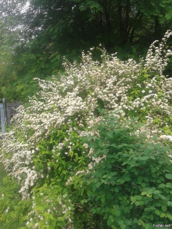 Это в прошлом году праздновали годовщину свадьбы наших кумовей. А после этого полдеревни с ковидом загремели по больницам  зато есть, что вспомнить)
У нас там правда классно. Не упомянула про столовую с самым вкусным гороховым супом и етистой горчицей; дискотеки, которые гремели на весь район и поэтому по субботам не спал никто; богатейшие ягодники черники и брусники; грибные места; реки, где, не смотря ни на что, водится стерлядь; военное немецкое кладбище. 
Вобщем, для всех есть места по интересу.