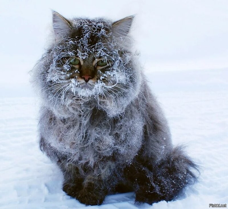 Солянка от 25.11.2022