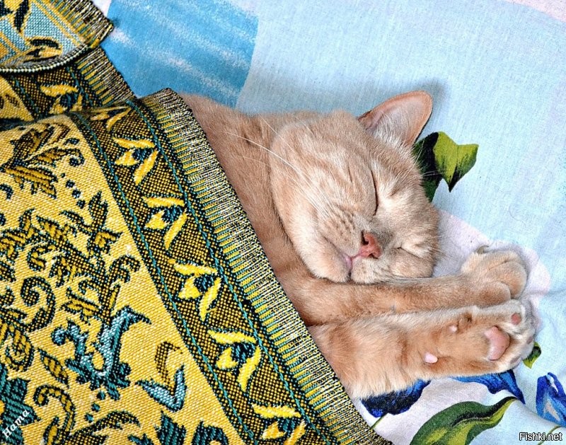 Солянка от 25.11.2022