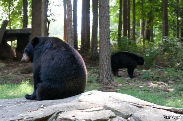 Что очень беспокоит черных медведей в плане питания....