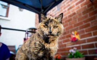 Кстати, в один пост впихнуты фото четырех разных кошек))))