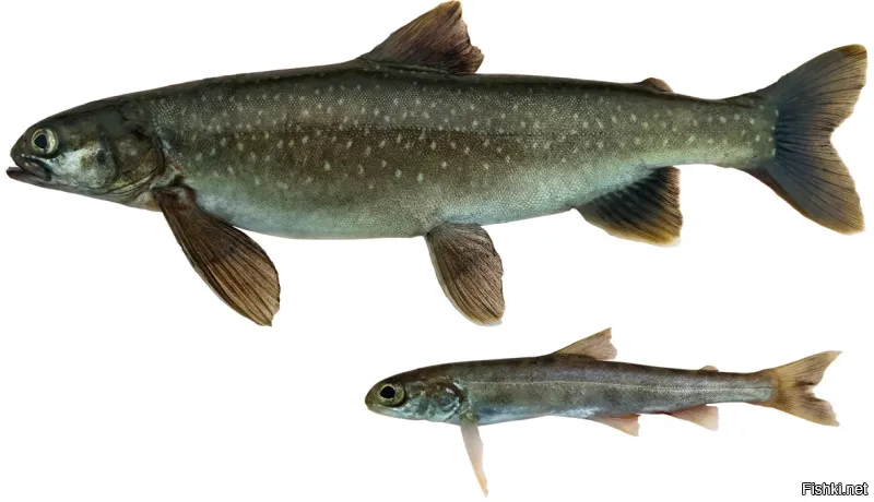 Много тысяч лет назад в озеро из соседних рек и ручьёв переселились арктические гольцы   рыбы из семейства лососевых, широко распространённые по всему северу Евразии. Арктические гольцы (другое название   палии), живущие в озере сейчас, представлены тремя разными по своей биологии видами, обитающими на разной глубине. Мелкий вид   малоротая палия (Salvelinus elgyticus) живёт в толще воды и питается планктоном. На неё охотится крупная (до 10 кг) и хищная боганидская палия (Salvelinus boganidae). А в глубине озера обитает реликтовая длиннопёрая палия (Salvethymus svetovidovi), пережившая несколько ледниковых периодов,   эндемичный вид, описанный в 1990 году, не встречающийся нигде за пределами этого озера. В целях его охраны озеро объявлено памятником природы Чукотки.