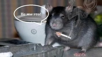 Полиция обвинила крыс в исчезновении 600 килограммов конопли