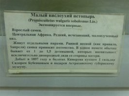 К сожалению, как я понимаю подделка.
Малый вислоухий нетопырь - экспонат Астраханского Краеведческого Музея. Был поставлен в 2005 год, на день розыгрышей.
Описание
Он выглядит как маленький чёрт с рогами. Уши очень большие. На самом деле это чучело обезьяны с модельной головой с рогами и ушами. Наверное это чучело какой-то небольшой хвостовой обезьяны.
Источник: