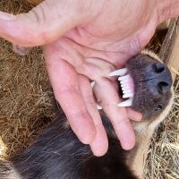 очень любопытно смотреть на прирученную росомаху.