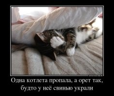 Йожика картинки. Выпуск 247