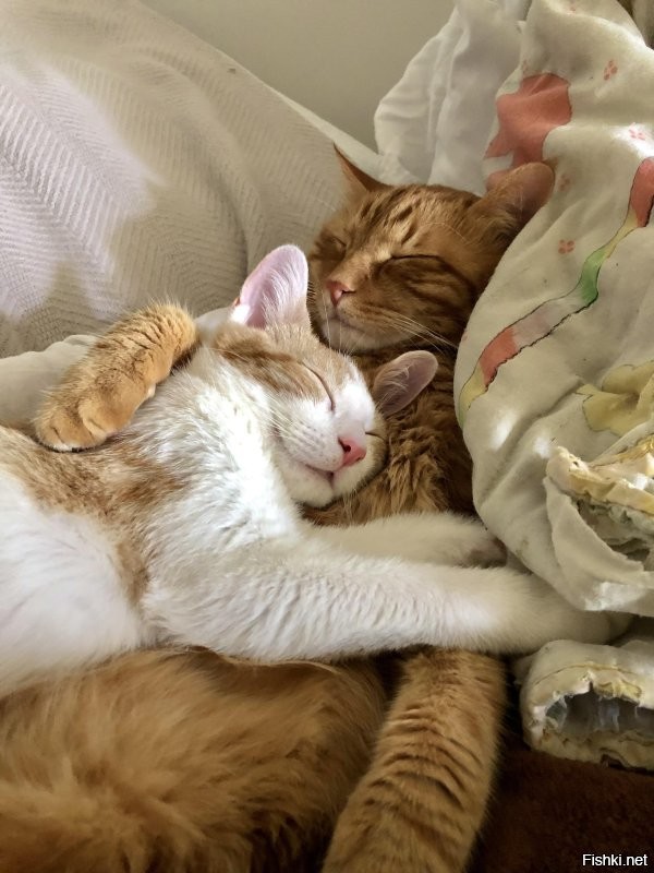 Солянка от 26.11.2022