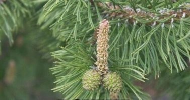 От такой новости аж шишка встала