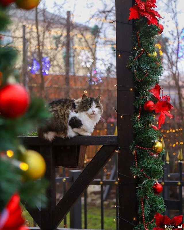 Зеленоградск. Первые фото с прошлого года. Остальные 6 уже сейчас. Пока на площади ещё ёлку не ставили, но весь город уже принаряжается.
 А на эти из поста плевать. Тем более что ни на одном нет ничего особо выдающегося. А в европии вообще в этом году с экономией непонятно что и где будет.