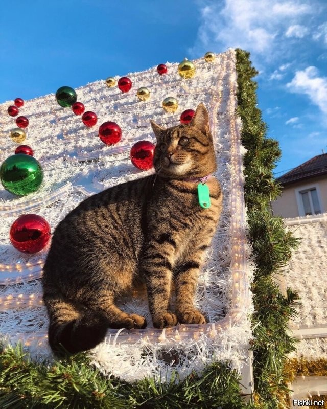 Зеленоградск. Первые фото с прошлого года. Остальные 6 уже сейчас. Пока на площади ещё ёлку не ставили, но весь город уже принаряжается.
 А на эти из поста плевать. Тем более что ни на одном нет ничего особо выдающегося. А в европии вообще в этом году с экономией непонятно что и где будет.