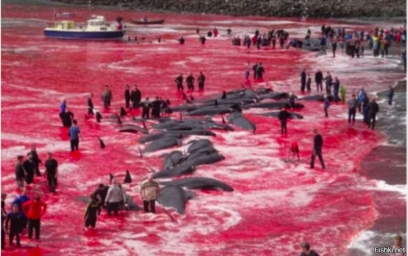 Забыли ещё одну "культурную" традицию - убийство дельфинов на Фарерских осровах.
