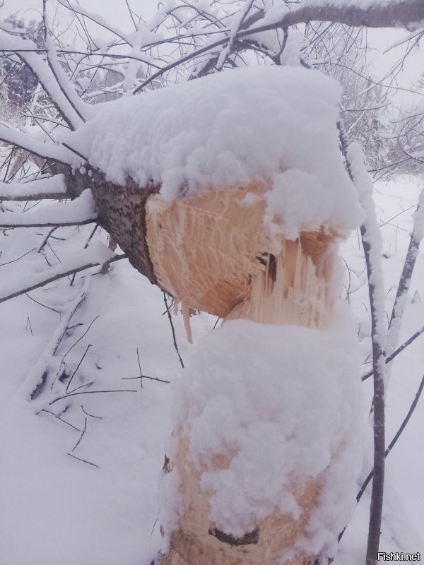 Мне и сегодня нет покоя.