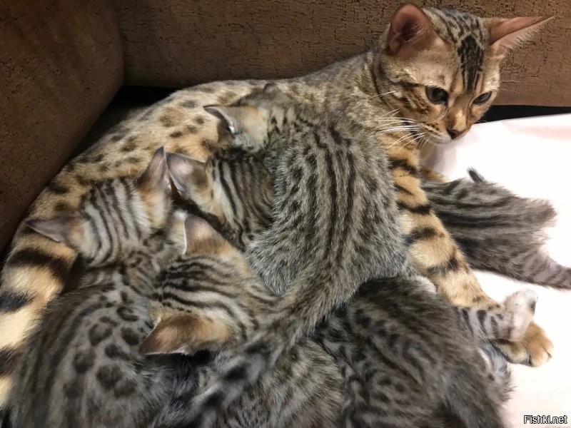 Солянка от 27.11.2022