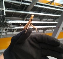 наши лучшие корефаны на ряду с пауками - валят всякую нечисть неприветливую для человека только в путь!
Еще есть мухоловки. Все наши помощники имеют страшный вид и бесполезно женщин увещевать их не трогать. 
Богомолы довольно умные ребята. А еще когда-то читал что это единственное насекомое, которое может посмотреть себе на спину.
Эти два попались мне на работе =)