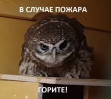 Смешные и познавательные картинки