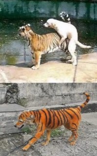 Нормального охотничьего пса, найти сложно...