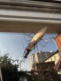 вот такое чудище на окне сидело) сколько точно не знаю, но крупненький.