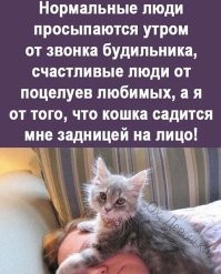 Ровно в 6 утра кот начинает меня вылизывать.Раньше это происходило ровно в 4 утра.Стареет наверно.