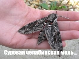 Это бурундуку еще очень сильно повезло...