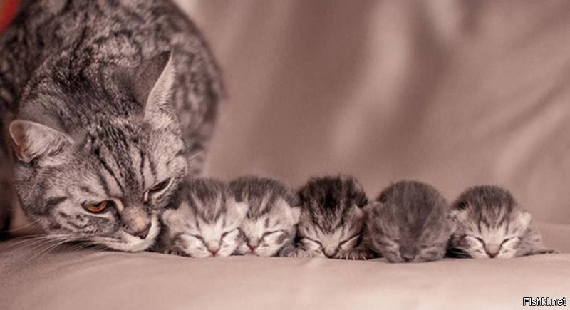 А вот ещё какие есть!