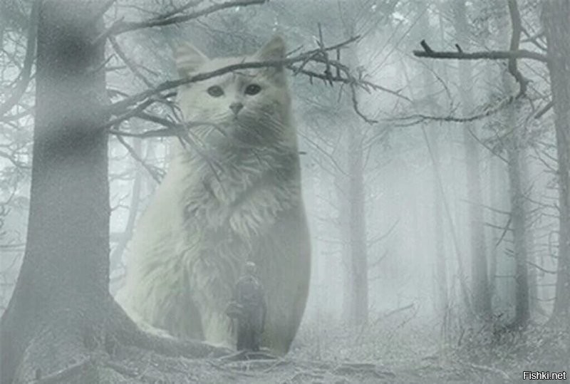 Солянка от 28.11.2022