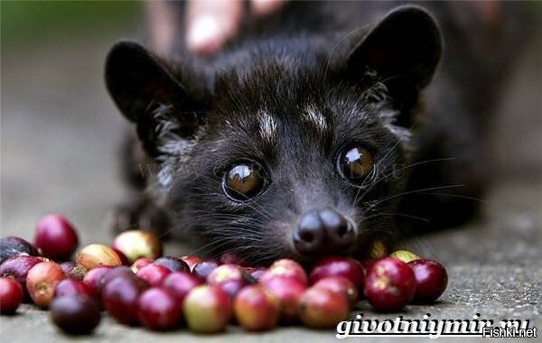 Мусанга завел?