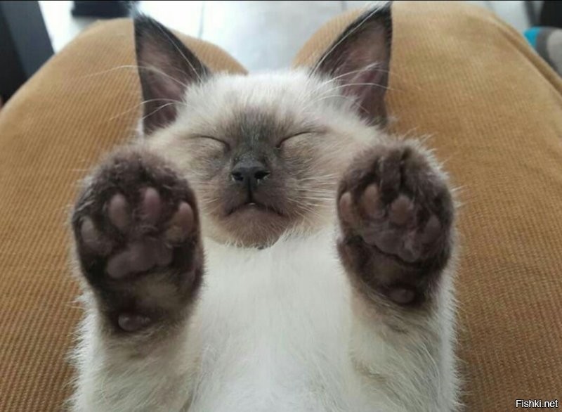 Солянка от 28.11.2022