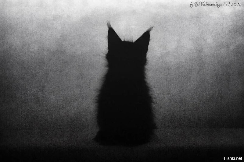 Солянка от 28.11.2022