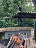 Соседский кот всегда на страже , а вдруг кусок перепадет . Я не жадный всегда его угощаю .