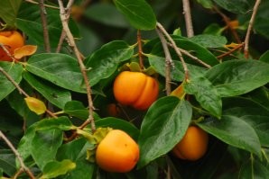 У нас ее называют "райское яблоко".