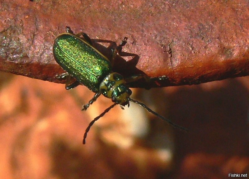 Козявки   род жуков из подсемейства козявок  в семействе листоедов