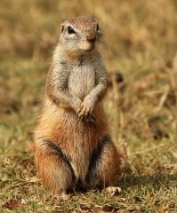 Белка скорее суслик с хвостом, но никак не крыса!:))