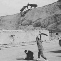 Ослы какие-то великаны.